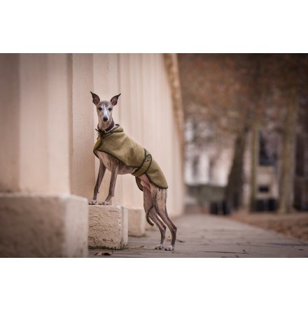 Whippet Hundtcke - TWEED