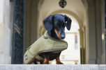 Tax Hundtäcke - Tweed
