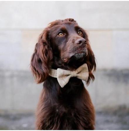 Fluga till hund -Slate Oatmeal/Oat Spot