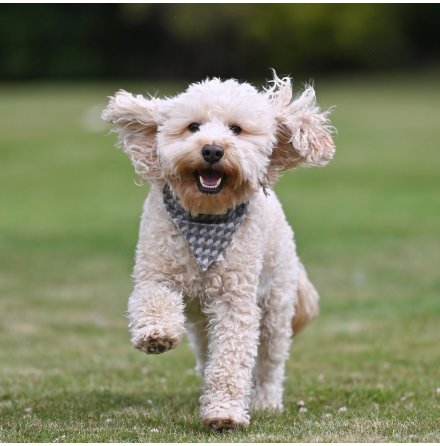 Bandana fr hund - Charlie Holborn Taupe